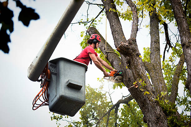 Leaf Removal Services in Lannon, WI